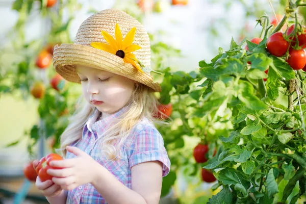 Meisje plukken van verse rijpe biologische tomaten — Stockfoto