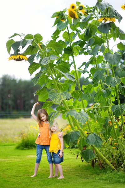 Meisjes bewonderen reus zonnebloemen — Stockfoto