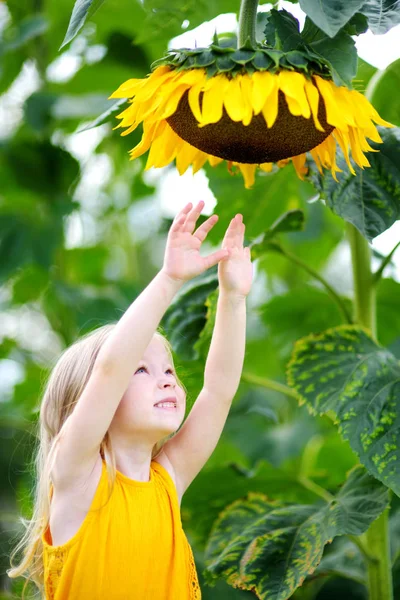Dziewczyna sięgając słonecznik — Zdjęcie stockowe