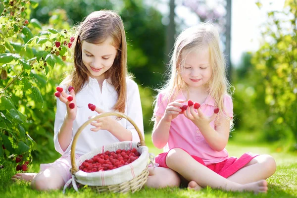Sisters picking fresh berries — Stock Photo, Image