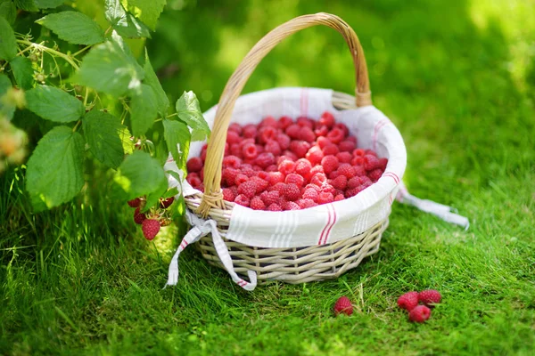 Fresh raspberries in basket — Stock Photo, Image