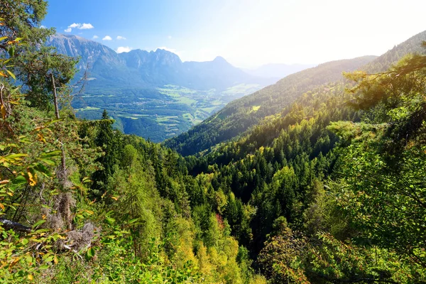 Forêt mixte de pins et de feuillus — Photo