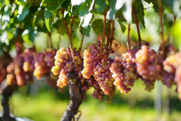 Зрізати виноград восени — стокове фото
