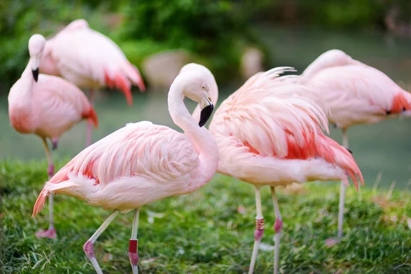 Vackra pink flamingos — Stockfoto