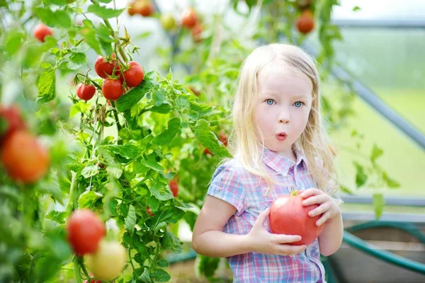 Little girl picking ripe tomatoes — Stock Photo, Image