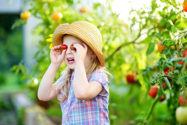 Adorável menina colhendo tomates — Fotografia de Stock