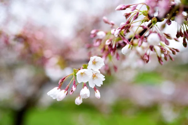 Beautiful cherry tree blossoming — Stock Photo, Image