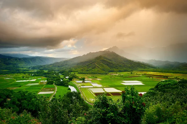 Taro pole v krásném údolí Hanalei — Stock fotografie