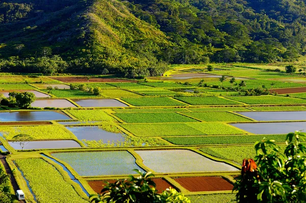 Taro fields in beautiful Hanalei Valley — Stock Photo, Image