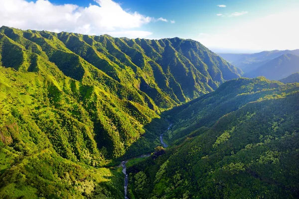 Vue pittoresque de jungles spectaculaires — Photo