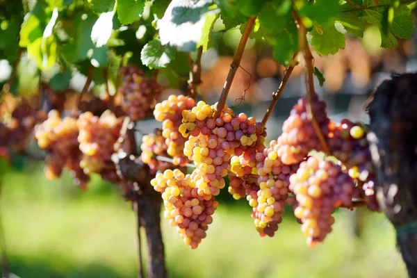 Viñedos al atardecer en la cosecha de otoño . — Foto de Stock