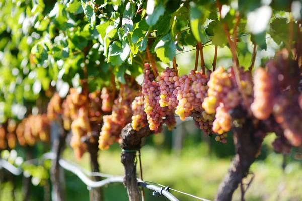 Vignobles au coucher du soleil à la récolte d'automne . — Photo