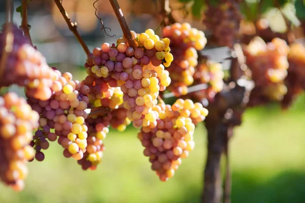 Vineyards at sunset in autumn harvest. — Stock Photo, Image