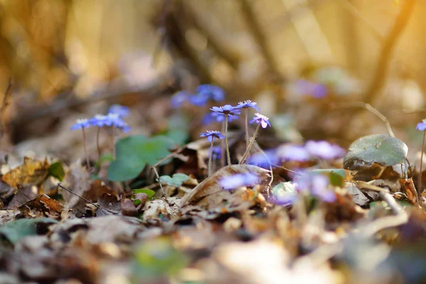 Ανθισμένα λουλούδια hepatica — Φωτογραφία Αρχείου