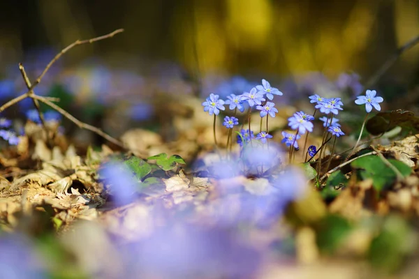 Virágzó hepatica virágok — Stock Fotó