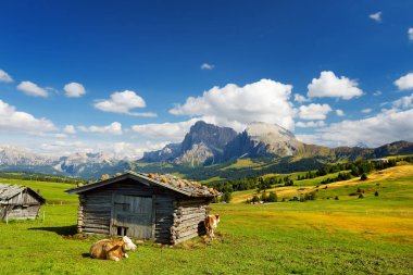 Büyük yüksek irtifa Alpin çayır üzerinde ineklerin