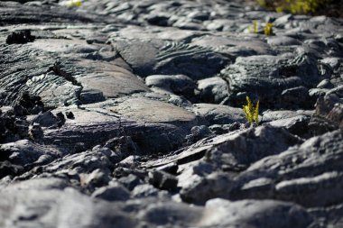 donmuş pahoehoe lav dalgalı yüzeyi