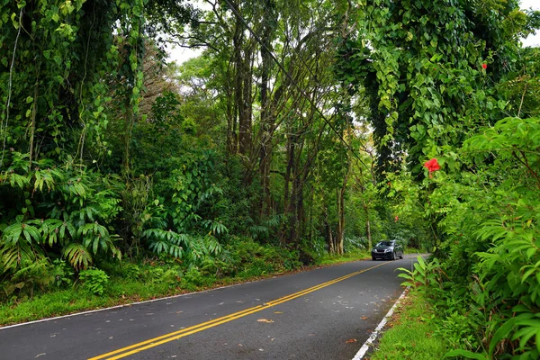 Road to Hana through tropical rainforest — Stock Photo, Image