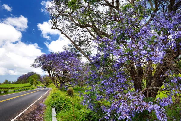 Jacaranda trees flowering along road — Stock Photo, Image