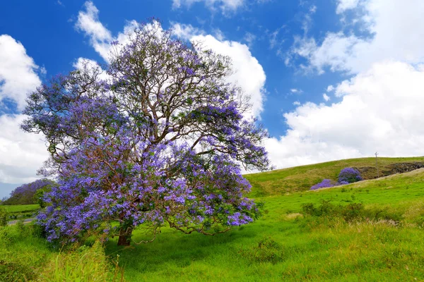 Magnifique jacaranda arbre — Photo