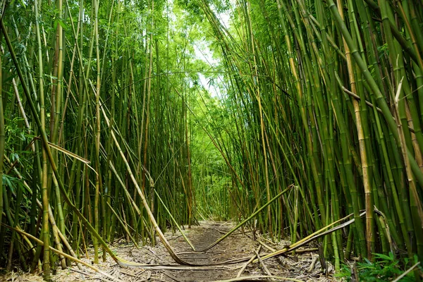 Pad door het dichte bamboo forest — Stockfoto