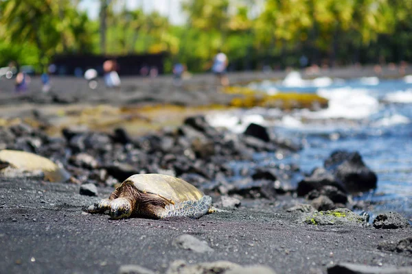 Hawaii zöld teknősök — Stock Fotó