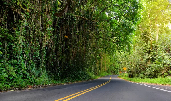 Road to Hana through tropical rainforest — Stock Photo, Image