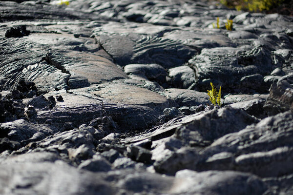 undulating surface of frozen pahoehoe lava