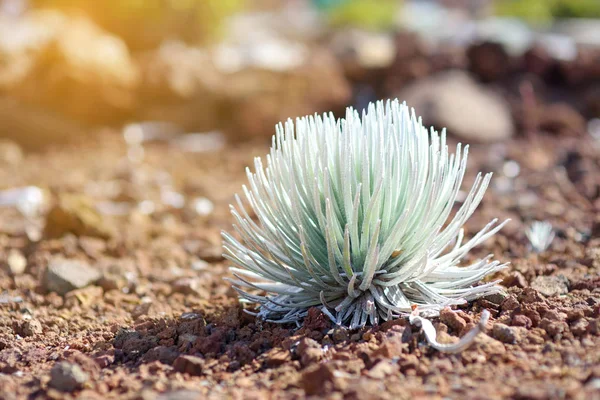 Халеакала silversword завод — стокове фото