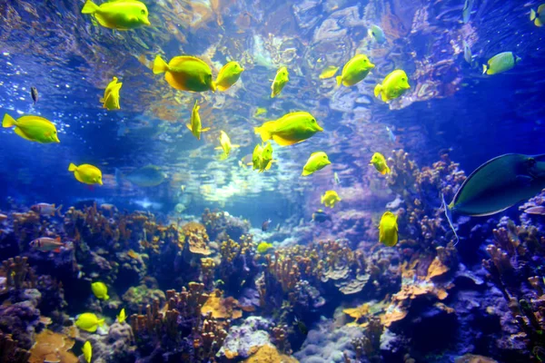 Coloridos peces tropicales —  Fotos de Stock