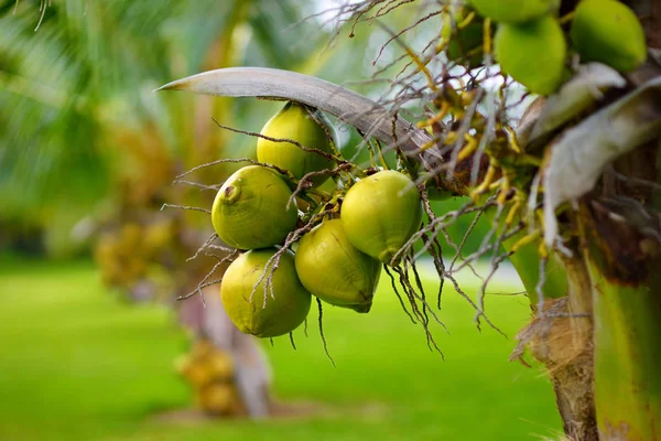 Lot de noix de coco sur cocotier — Photo