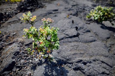 Kilauea Iki yanardağ krater