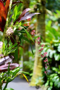 Güzel orkide içinde tropikal Botanik Bahçesi