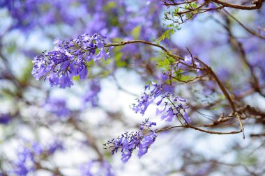 Mavi jakaranda ağacı çiçek