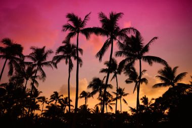 Palm trees silhouettes  clipart