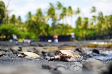 Hawaiian yeşil kaplumbağalar 