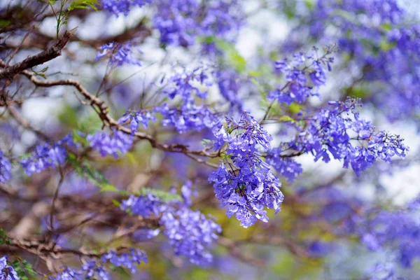 Blå jacaranda träd blommor — Stockfoto