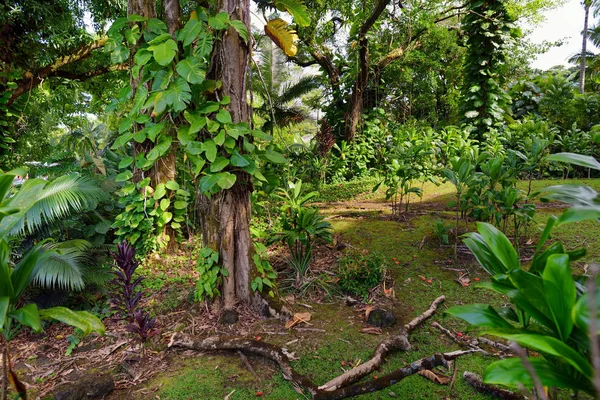 Lush tropical vegetation — Stock Photo, Image