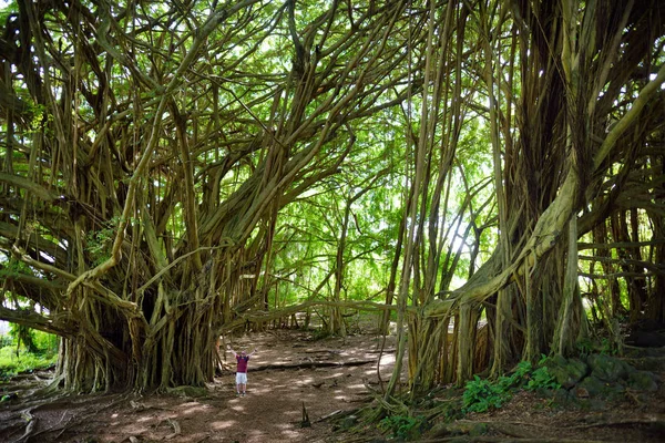 Big banyan tree — Stock Photo, Image