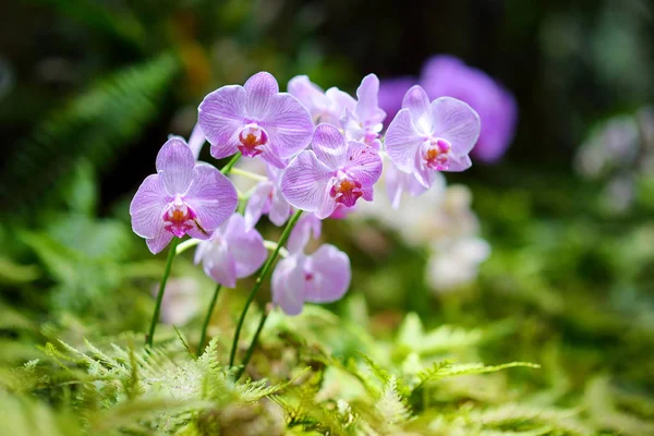 Красивые орхидеи в тропическом ботаническом саду — стоковое фото