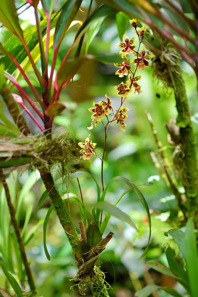 Piękne storczyki w tropikalny ogród botaniczny — Zdjęcie stockowe