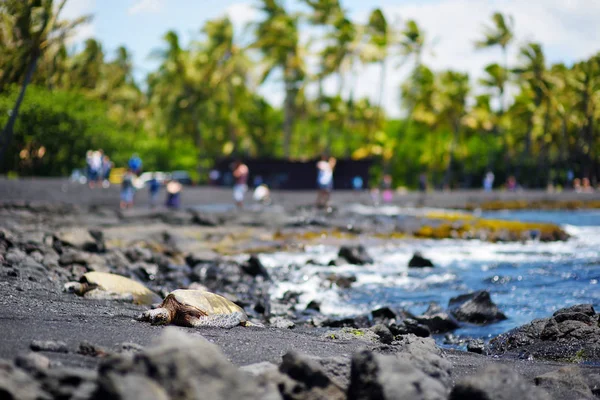 Hawaii zöld teknősök — Stock Fotó