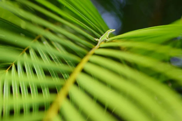 Gecko avkopplande på gröna tropiska löv — Stockfoto