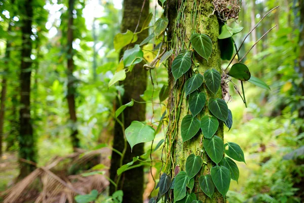 Lush tropical vegetation — Stock Photo, Image