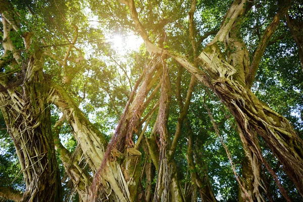 Gran árbol de Banyan — Foto de Stock