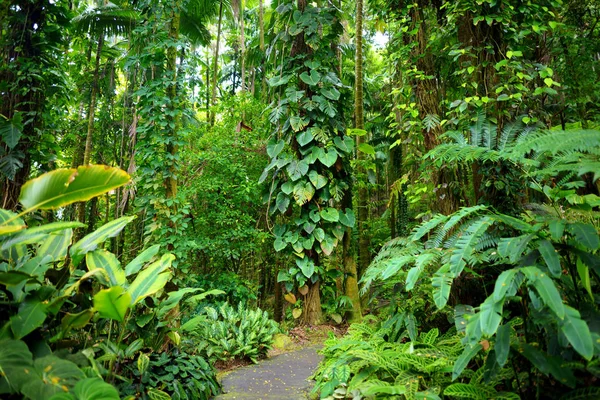 Weelderige tropische vegetatie — Stockfoto