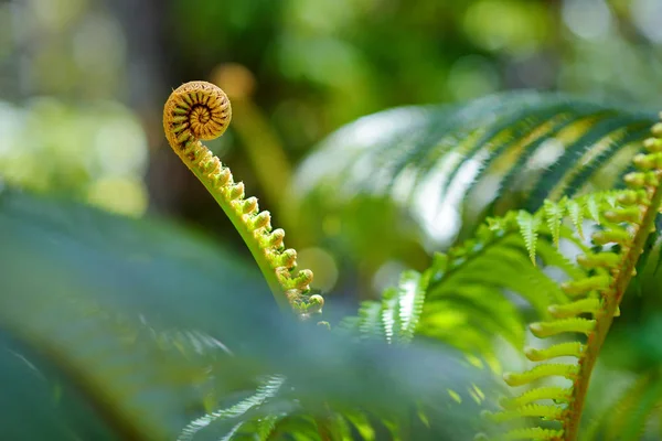 Lummig tropisk vegetation — Stockfoto