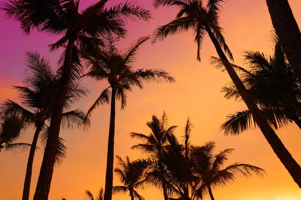 Silhuetas de palmeiras — Fotografia de Stock