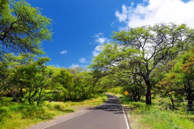 yol boyunca yeşil orman