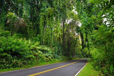 Hana tropikal yağmur ormanları ile giden yol